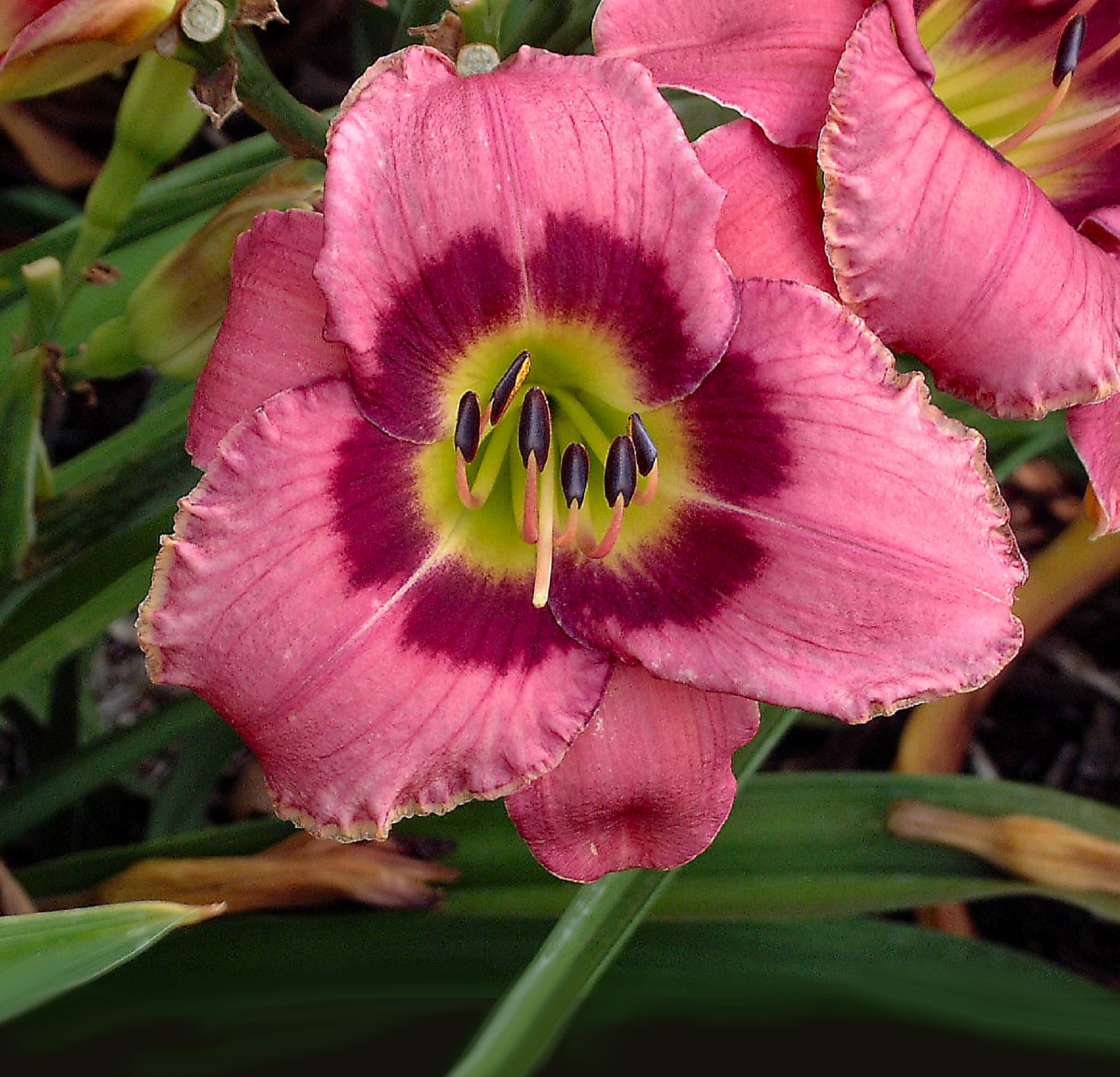 Perennials Cottage Farms Direct